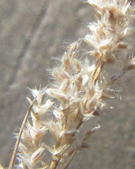 Eragrostis ciliaris