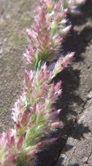 Eragrostis ciliaris
