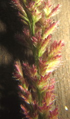 Eragrostis ciliaris