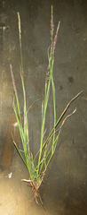 Eragrostis ciliaris