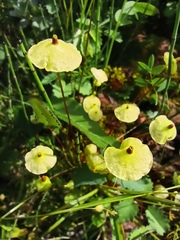 Splachnum luteum