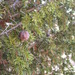 Syrian Juniper - Photo (c) Gidip, some rights reserved (CC BY)
