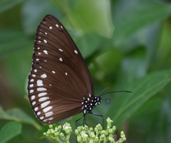 Euploea klugii