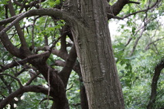 Carpinus tschonoskii