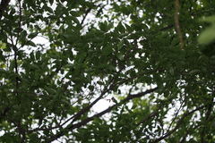 Carpinus tschonoskii