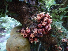Drypetes ivorensis