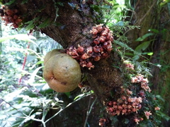 Drypetes ivorensis