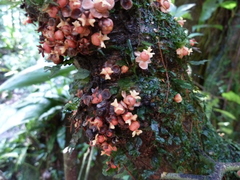 Drypetes ivorensis