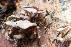 Marasmiellus praeacutus