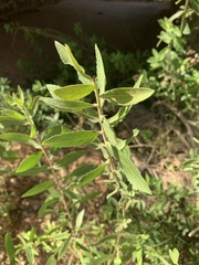 Pluchea bojeri