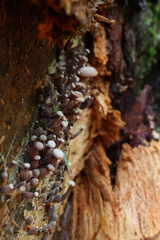 Marasmiellus praeacutus