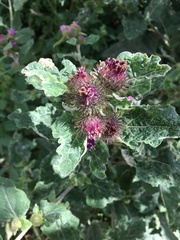 Arctium