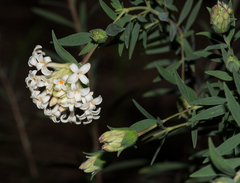 Pimelea stricta