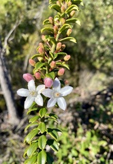 Philotheca buxifolia