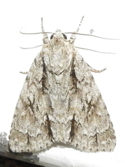 Acronicta lobeliae