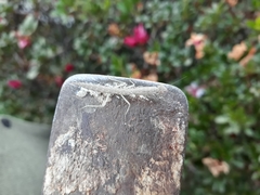 Orthoderella