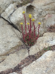 Dudleya farinosa