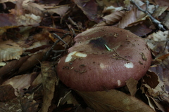 Russula vinacea