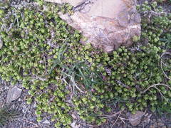 Galium megalospermum