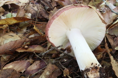 Russula vinacea