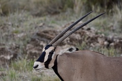 Oryx beisa beisa