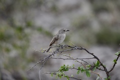 Bradornis microrhynchus