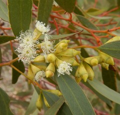 Eucalyptus calycogona
