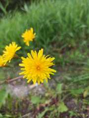Scorzoneroides autumnalis