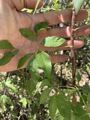 Heteromorpha arborescens