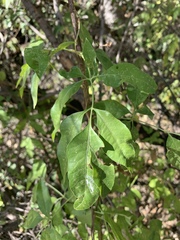 Heteromorpha arborescens