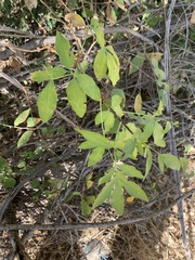 Heteromorpha arborescens