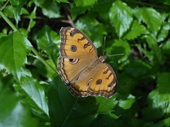 Junonia almana javana