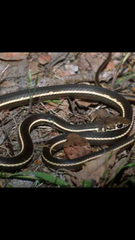 Masticophis lateralis lateralis