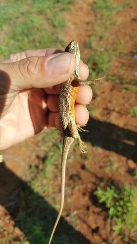 San Gabriel Bunchgrass Lizard