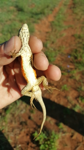 San Gabriel Bunchgrass Lizard