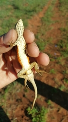 Sceloporus dixoni