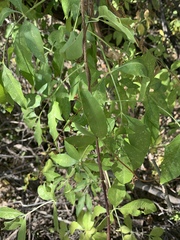 Heteromorpha arborescens
