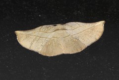 Xenomusa metallica