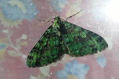 Myrioblephara duplexa