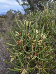 Hakea megadenia