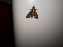 Eupanacra elegantulus