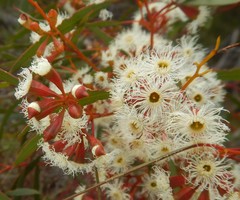 Eucalyptus calycogona