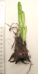 Bulbine succulenta