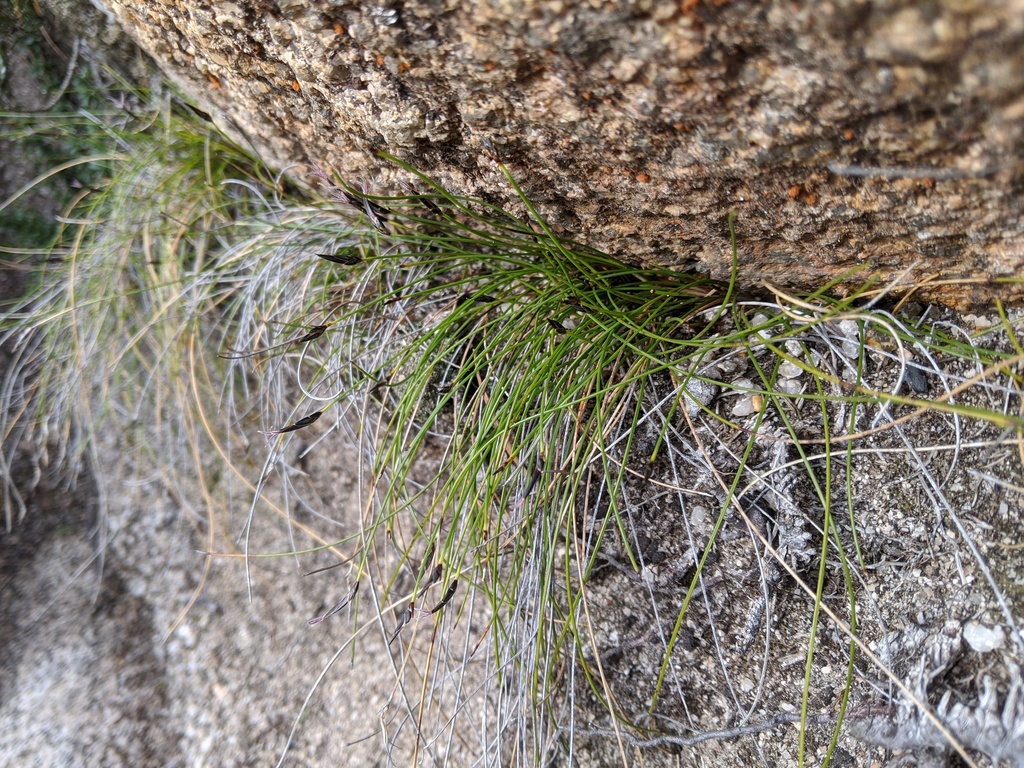 Schoenus lepidosperma