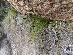 Schoenus lepidosperma