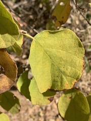 Cordia monoica
