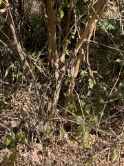 Cordia monoica