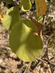 Cordia monoica