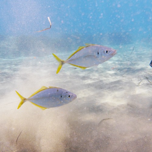 Araara (Pseudocaranx dentex) — Carangidae — 2
