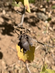 Cordia monoica